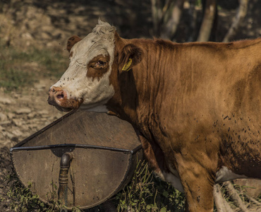 在波希米亚西部索科洛夫镇附近的牧场上炎热的夏日, 口渴的奶牛饮用