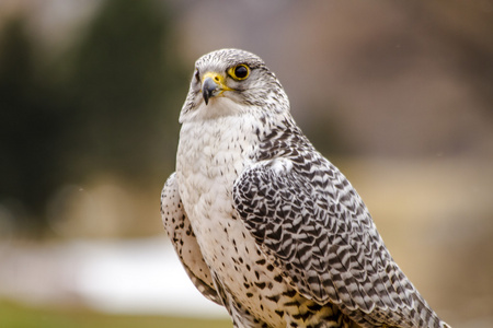 在冬天设置银 Gerfalcon