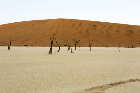 deadvlei 在纳米比亚清晨