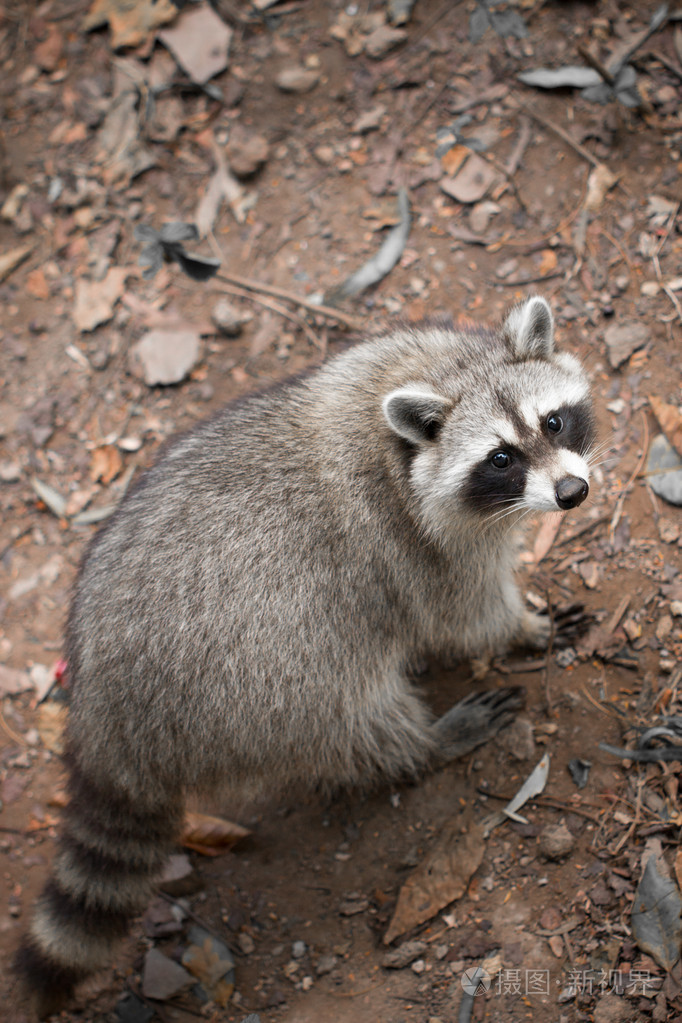 浣熊照片-正版商用图片09ka80-摄图新视界