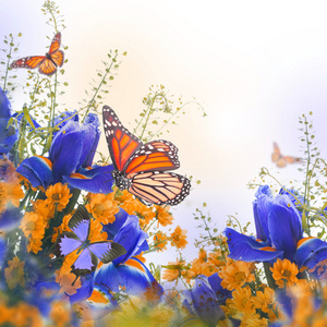 蓝色与黄色的雏菊与蝴蝶鸢尾