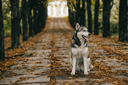 在秋季公园里坐在树叶上的哈士奇狗