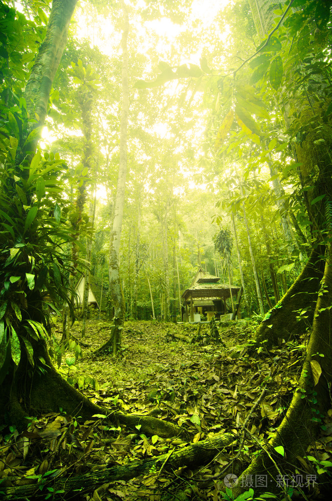 热带雨林在马来西亚期间与雾的清晨