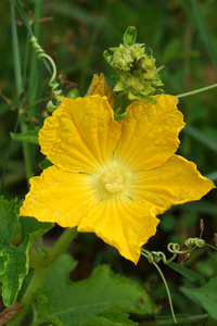 生长在藤上的黄色南瓜花照片