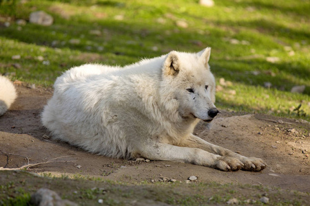 北极狼, 犬的狼疮棕熊, 是白色的颜色