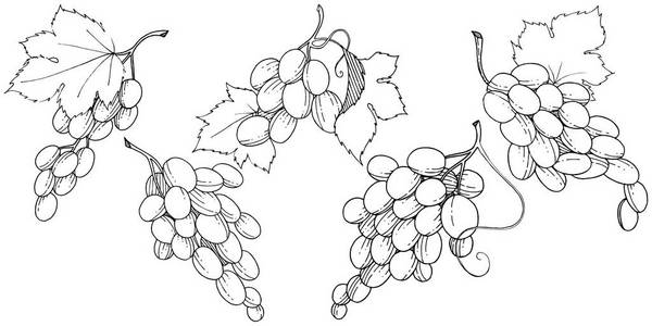 葡萄健康食品中的矢量风格隔离。水果的全名 葡萄。背景, 纹理, 包装图案或菜单的野生水果矢量
