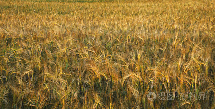 景观与成熟的黑麦黄色领域。全景。背景纹理