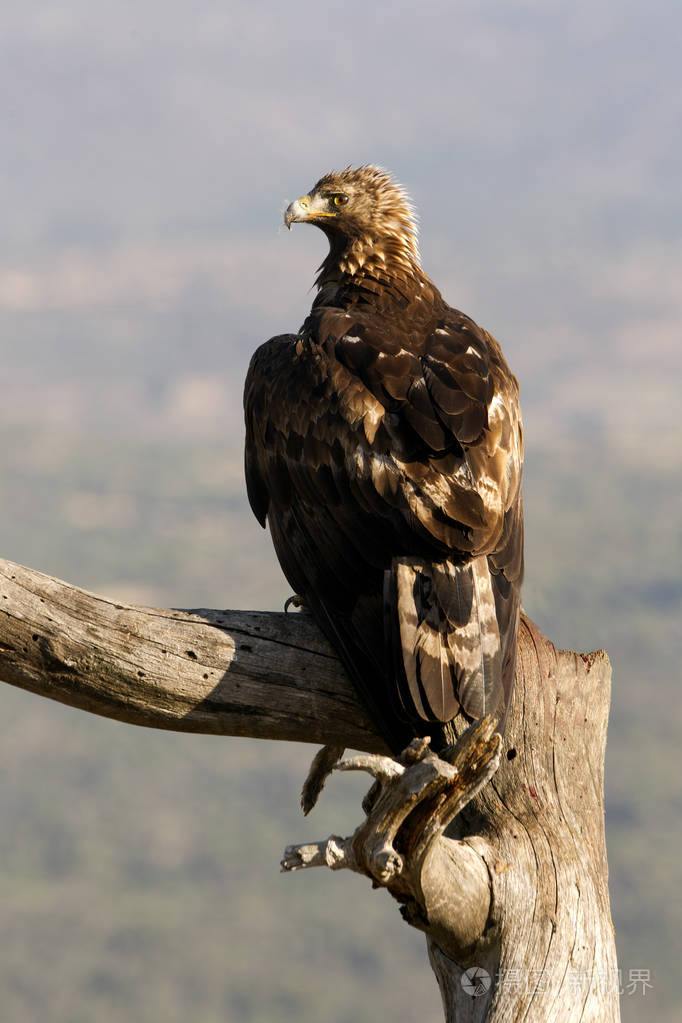 金鹰的成年雄鸟aquilachrysaetos