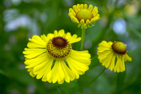 Helenium 水仙花常见 sneezeweed 在开花, 一束黄色的花朵, 高灌木与叶子