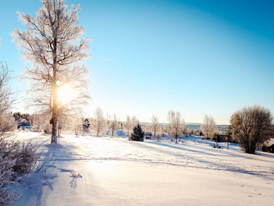 雪覆盖树木在冬天阳光