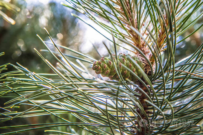 树枝上有新鲜的球果的黑松树