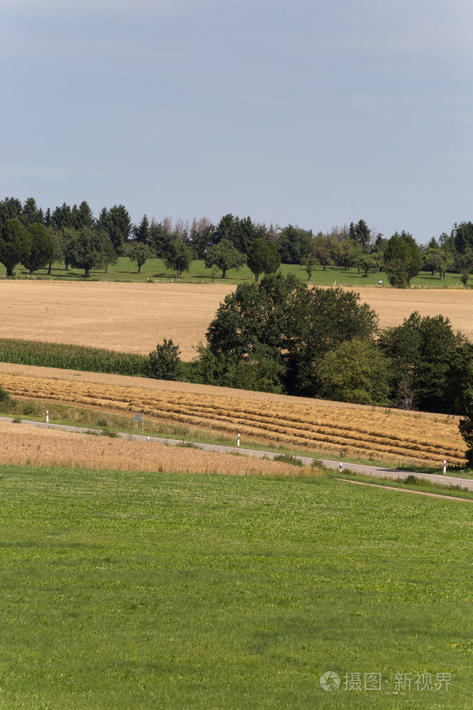 德国南部农村7月夏季炎热的玉米田