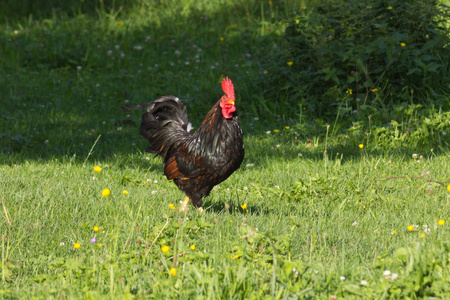 在德国南部7月的一个非常阳光明媚的日子里, 你会看到黑棕色和灰色的鸡在绿草和灌木丛后面跑来跑去