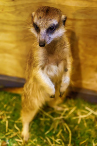 猫鼬或 suricate 拍照