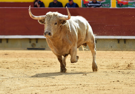 西班牙白牛在斗牛场奔跑照片