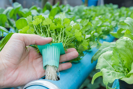 手握着香菜种植水水培法图片