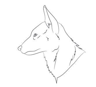 狼肖像图片-狼肖像素材-狼肖像插画-摄图新视界