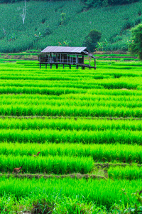 绿色的稻田日落美景