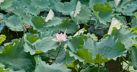 水池塘中的粉红色莲花