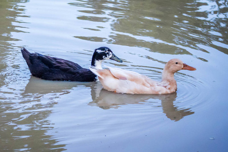 一只黑白鸭在德州 Texoma 湖