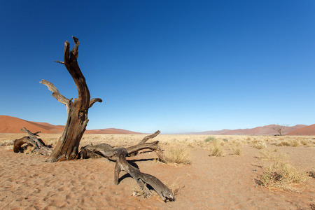 在 sossusvlei，纳米比亚的死树