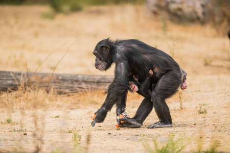 在一只普通黑猩猩的背上有一只小黑猩猩