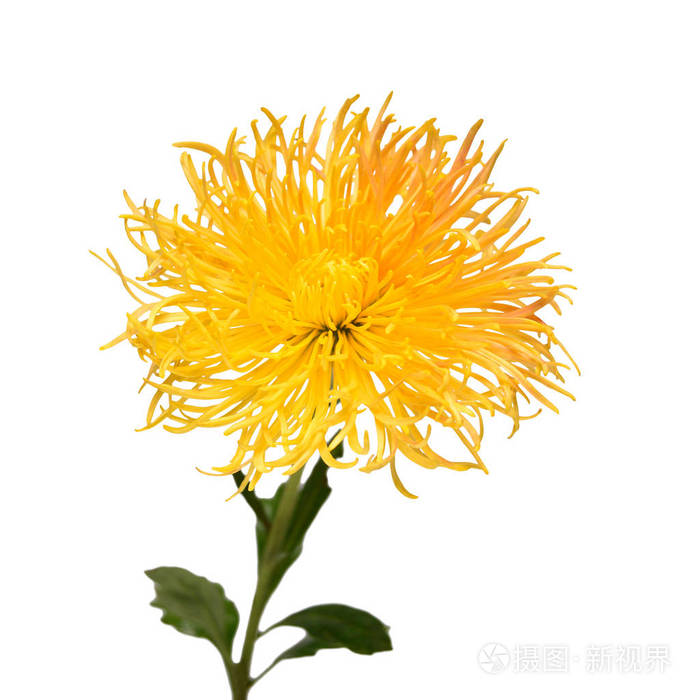 在白色背景查出的黄色菊花花.花卉图案, 对象.平躺, 顶部视图