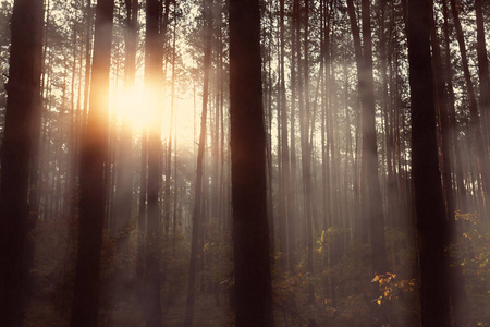 雾在一个阳光明媚的早晨在森林里