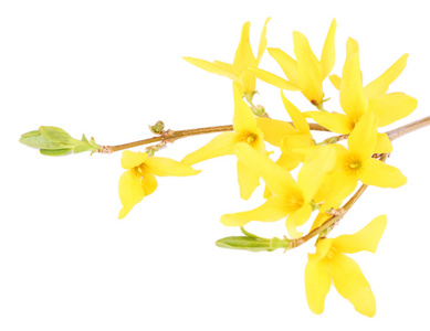 孤立的白色衬底上的黄色花朵盛开的树枝