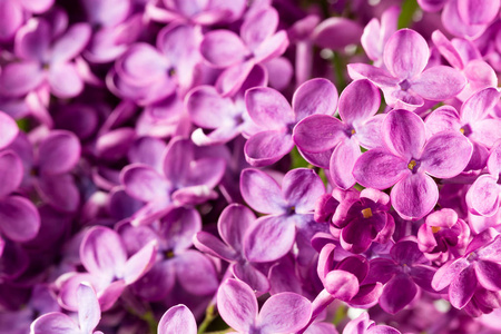 美丽的紫色丁香丁香花