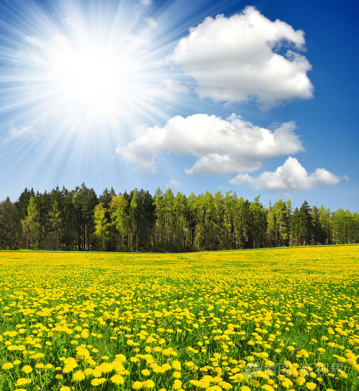 蒲公英在草地上