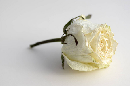 单一的花瓣白色背景查出的干白玫瑰花, 在白纸上的单一对象, 美丽的
