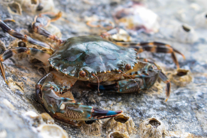 蓝色的海螃蟹在苏梅岛清净位置独特马蟹