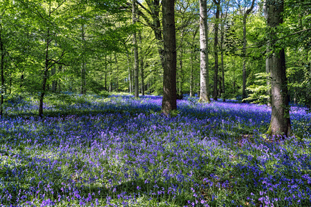 staffhurst oxted 萨里郡附近的树林中的风铃