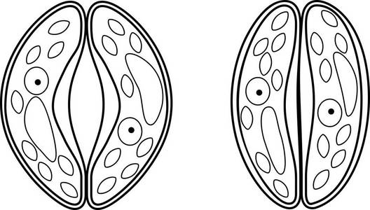 着色页。气孔保护细胞