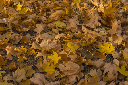 枫树叶的田野。秋季地毯。树木抛弃树叶