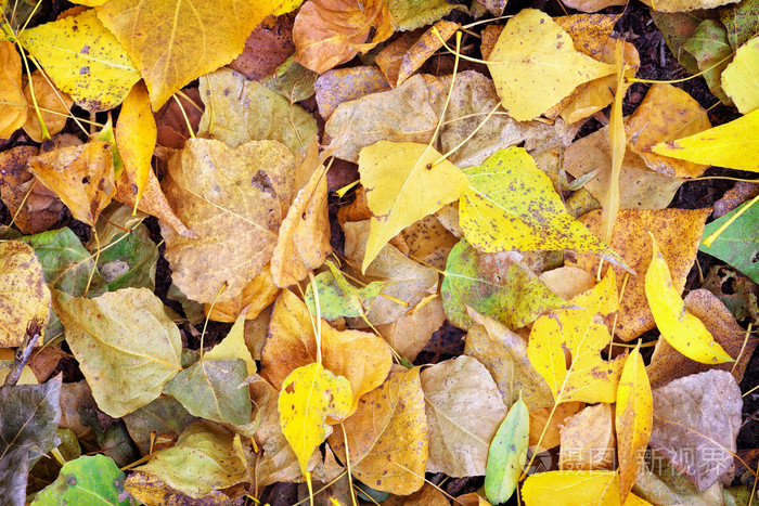 多彩的秋天的树叶为背景.秋天的颜色,在树林里