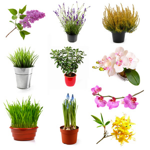 用不同颜色的花和植物上白色, 孤立的集合图片