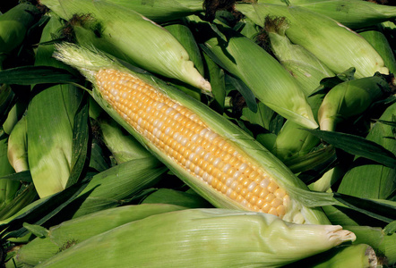 玉米收获农业和农产品作为农业和粮食农业的一堆黄色谷物蔬菜照片