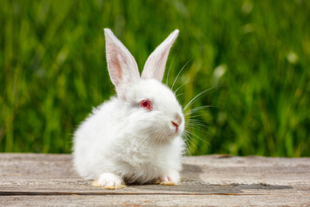 可爱小白兔图片