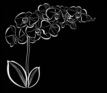 在黑色背景上的白色兰花花