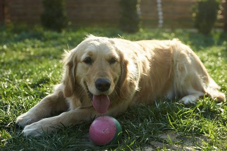 快乐的狗在草地上玩球