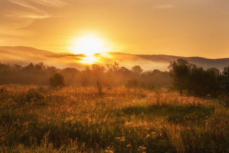 雾蒙蒙的夏日风景, 太阳在金色阳光明媚的露水草地上升起, 树木和杂乱