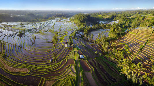 巴厘岛梯田鸟瞰图。巴厘岛东南部 Jatiluwih 美丽而引人注目的稻田被指定为著名的教科文组织世界遗产遗址。