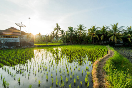 在印尼城市以外的稻田, 亚洲自然和景观
