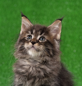 可爱的缅因州浣熊小猫肖像在明亮的绿草背景