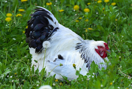 一只非常大的梵天鸡, 头上有一把红梳子, 黑色和白色的颜色在多汁的