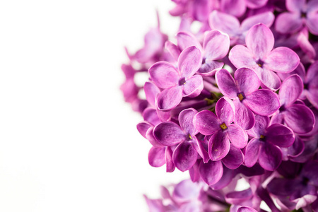 美丽的紫色丁香丁香花白色背景与复制空间的问候消息