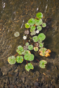 叶子和花的水百合在水上, 顶部的看法, 绿色的叶子白花