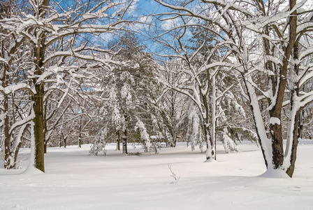 雪盖的树